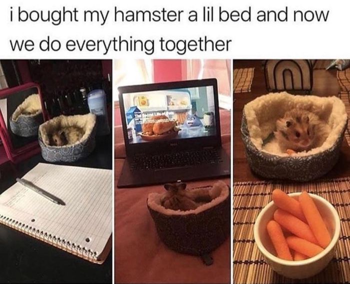 Memes (24 pics)