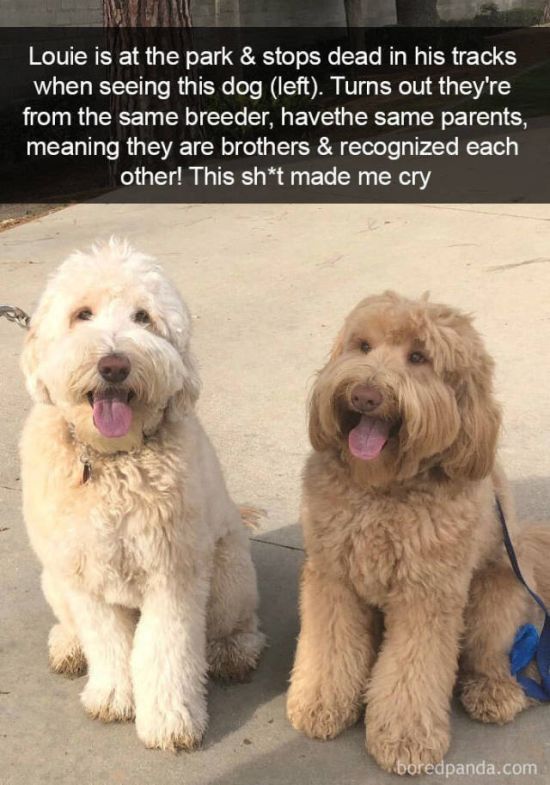 Snapchat Dogs (38 pics)