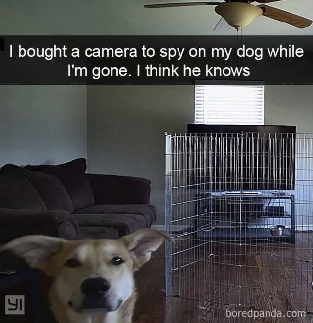 Snapchat Dogs (38 pics)