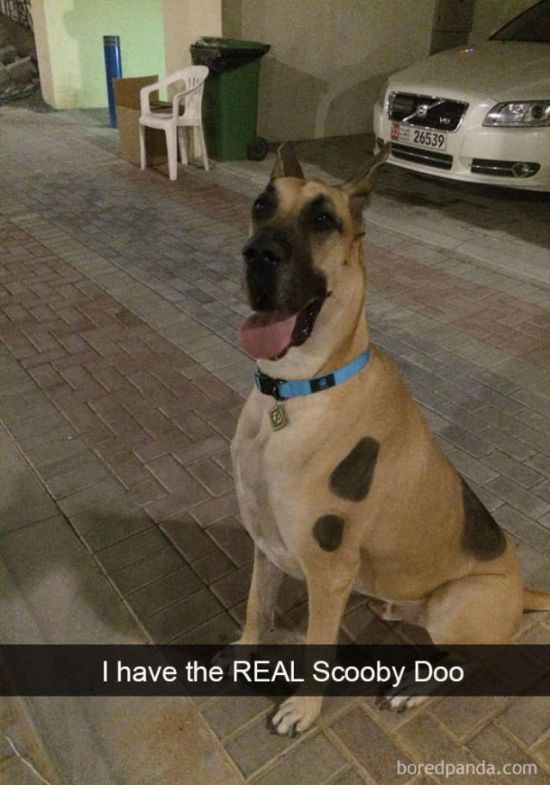 Snapchat Dogs (38 pics)