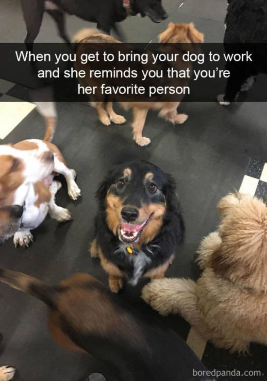 Snapchat Dogs (38 pics)