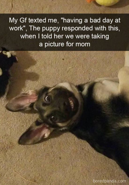 Snapchat Dogs (38 pics)