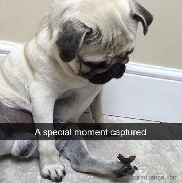 Snapchat Dogs (38 pics)