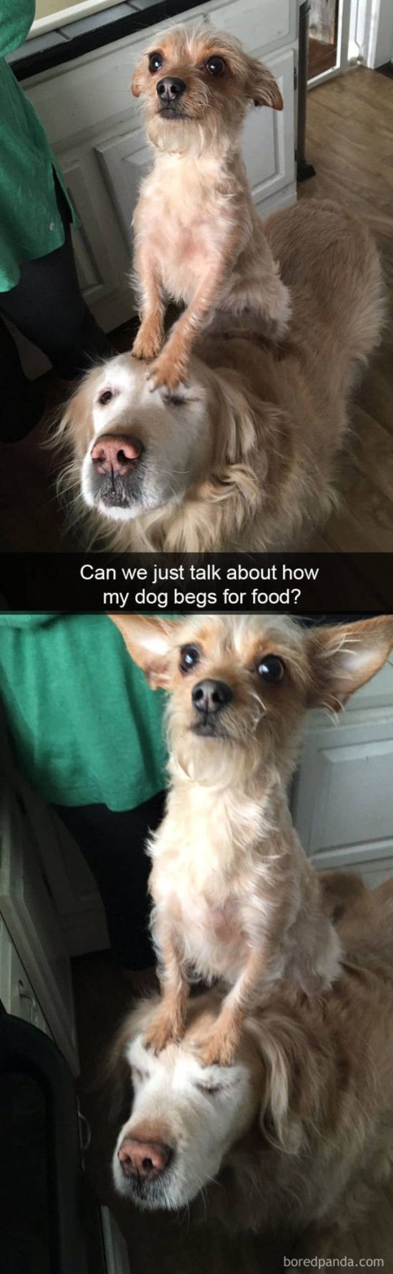 Snapchat Dogs (38 pics)