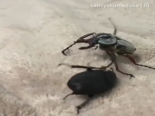 Epic Fight Between Two Bugs