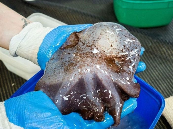 Amazing And Scary Creatures Living Off The Coast Of Australia (10 pics)