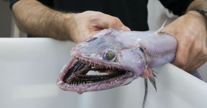 Amazing And Scary Creatures Living Off The Coast Of Australia (10 pics)