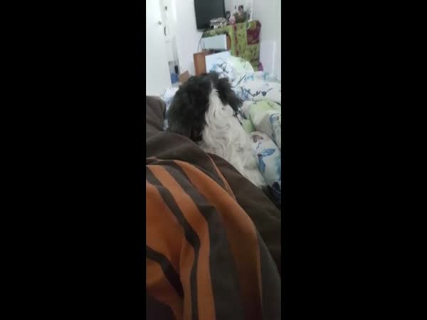 Dog Overreacts Every Time His Owner Farts