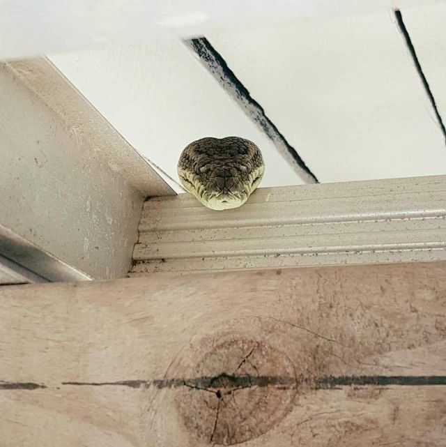 An Australian Found It In His Garage (2 pics)