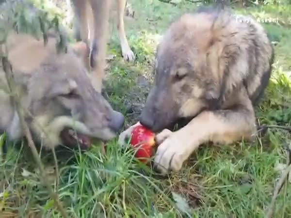 Wolves Share Apple