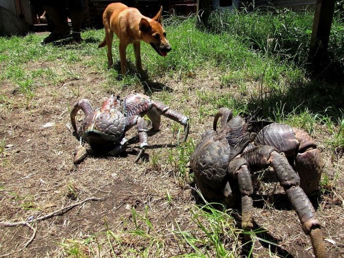 Acid Picdump (90 pics)