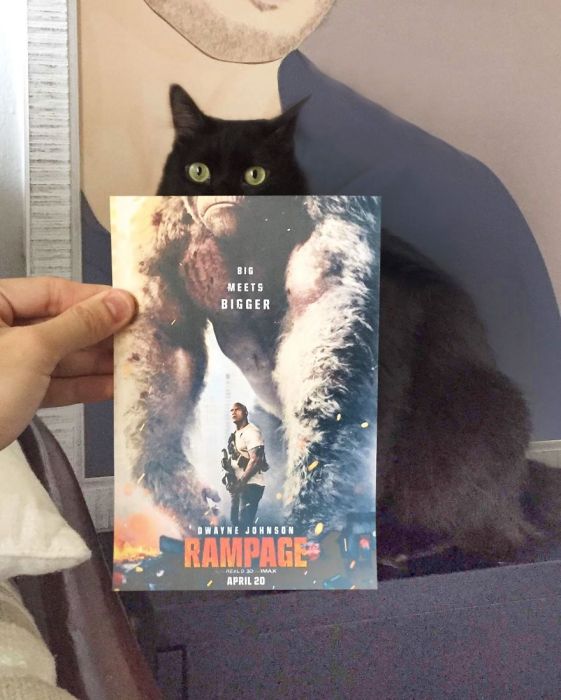 Cats Inserted Behind Famous Movie Posters (19 pics)