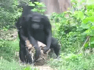Acid Gifdump, July 09, 2018 (25 gifs)