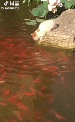 Acid Gifdump, July 09, 2018 (25 gifs)