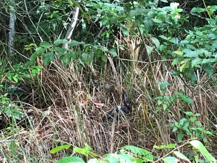 Can You Spot A Snake In The Grass (4 pics)
