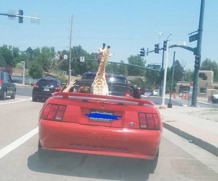Acid Picdump (90 pics)