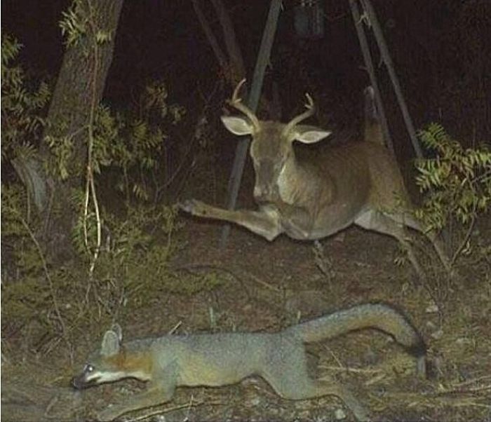 Interesting Shots By Trail Cams (31 pics)