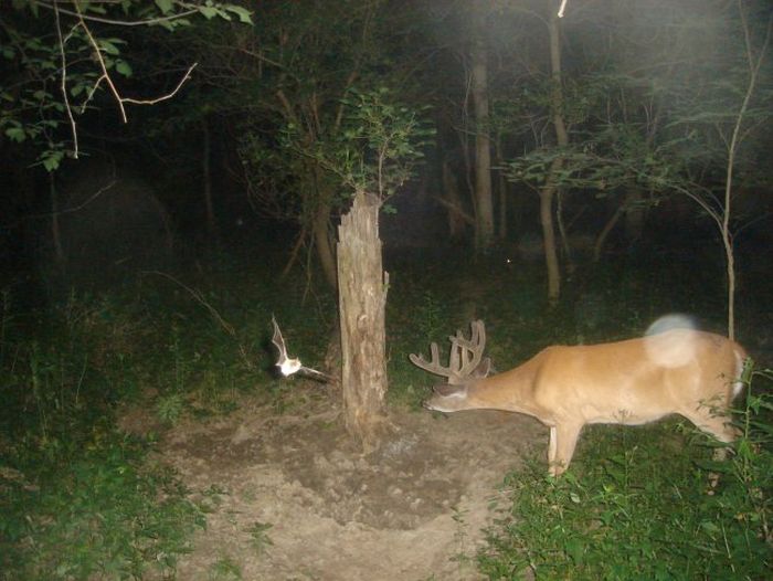 Interesting Shots By Trail Cams (31 pics)