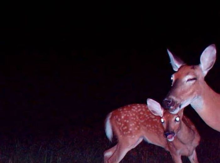 Interesting Shots By Trail Cams (31 pics)