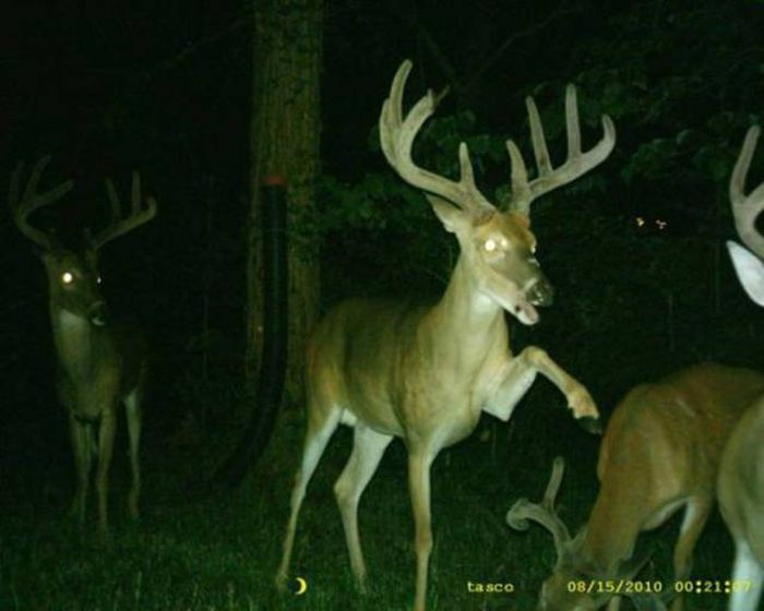 Interesting Shots By Trail Cams (31 pics)