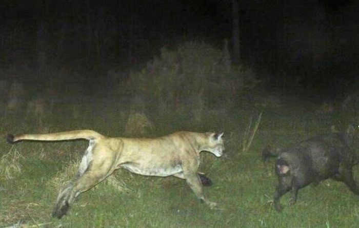 Interesting Shots By Trail Cams (31 pics)