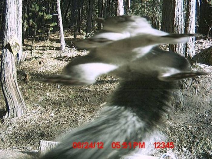 Interesting Shots By Trail Cams (31 pics)