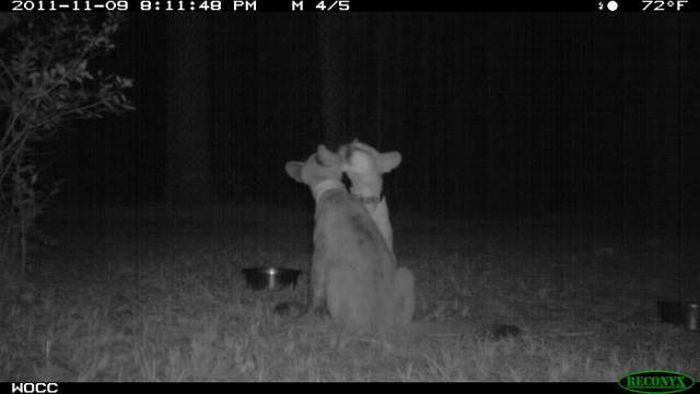 Interesting Shots By Trail Cams (31 pics)