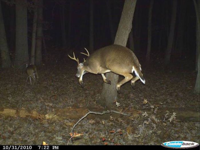 Interesting Shots By Trail Cams (31 pics)