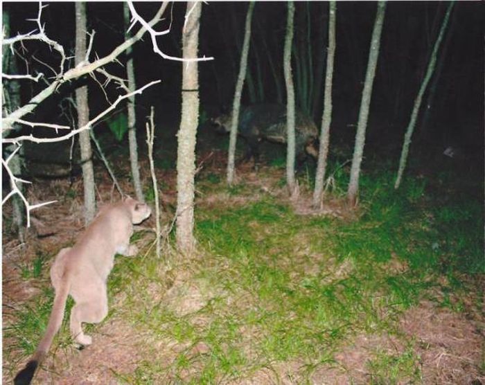 Interesting Shots By Trail Cams (31 pics)