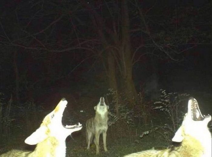 Interesting Shots By Trail Cams (31 pics)