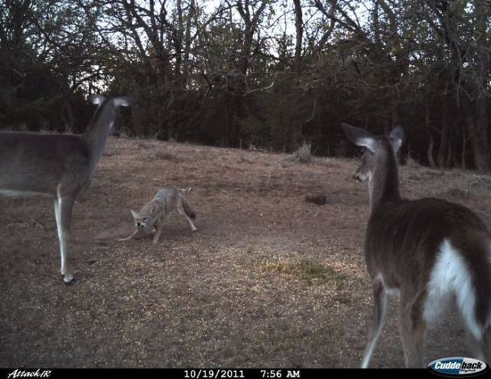 Interesting Shots By Trail Cams (31 pics)