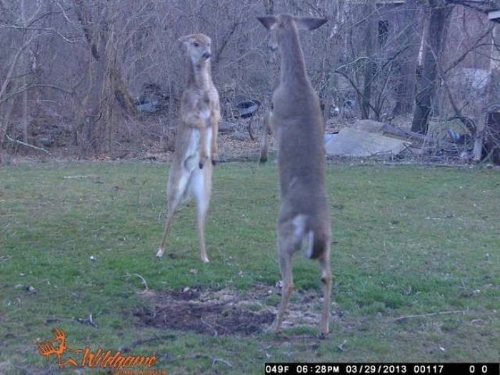 Interesting Shots By Trail Cams (31 pics)