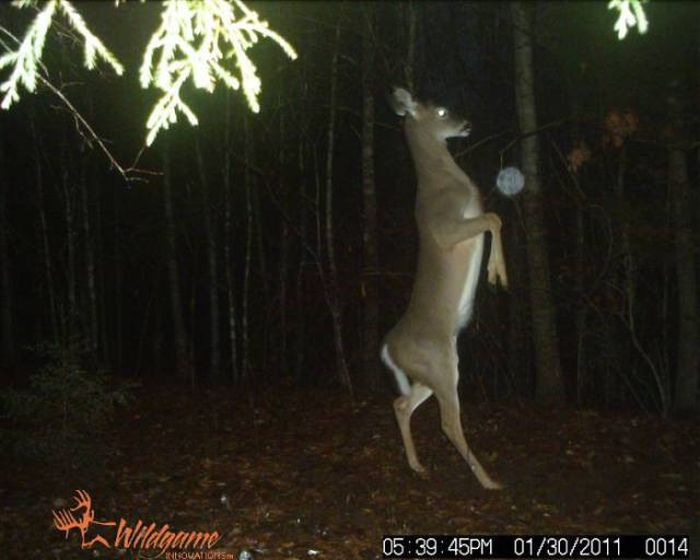 Interesting Shots By Trail Cams (31 pics)