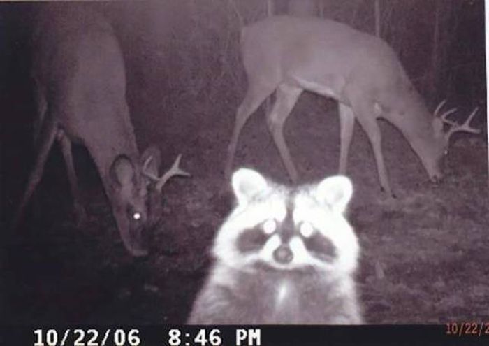 Interesting Shots By Trail Cams (31 pics)