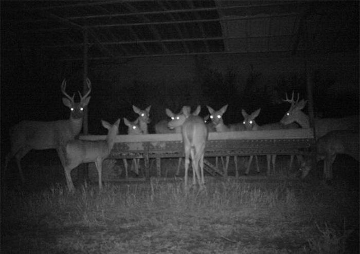 Interesting Shots By Trail Cams (31 pics)