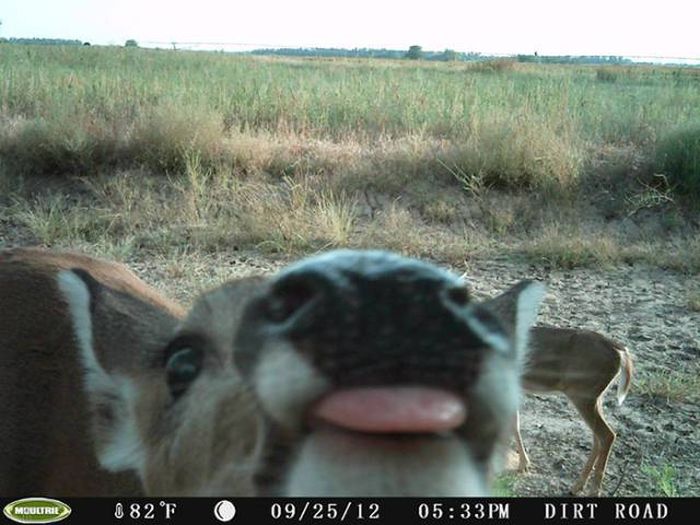 Interesting Shots By Trail Cams (31 pics)