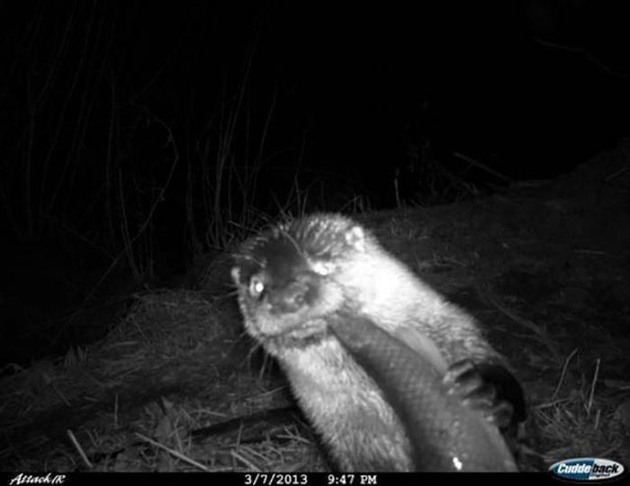 Interesting Shots By Trail Cams (31 pics)