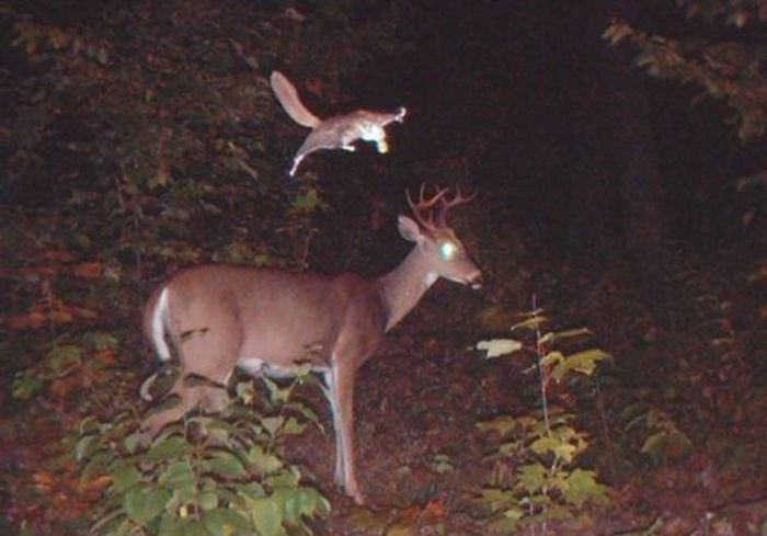 Interesting Shots By Trail Cams (31 pics)