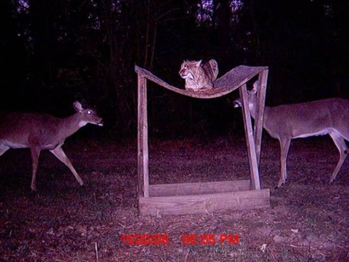 Interesting Shots By Trail Cams (31 pics)