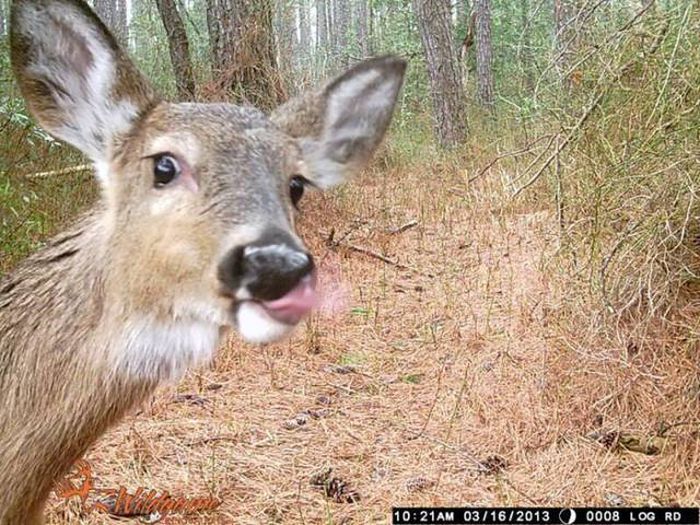 Interesting Shots By Trail Cams (31 pics)