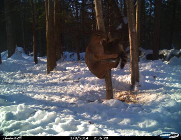 Interesting Shots By Trail Cams (31 pics)