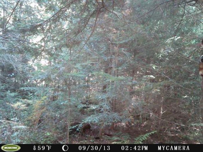 Interesting Shots By Trail Cams (31 pics)