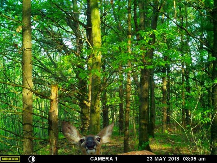 Interesting Shots By Trail Cams (31 pics)