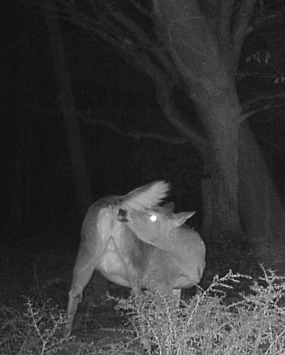 Interesting Shots By Trail Cams (31 pics)