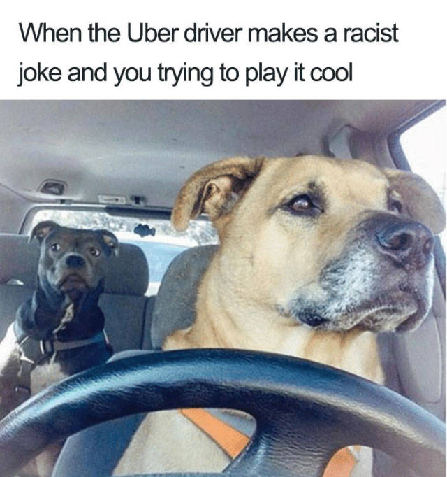 Uber Rides Described With Animal Memes (19 pics)