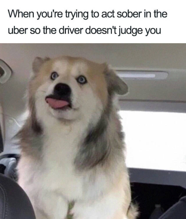 Uber Rides Described With Animal Memes (19 pics)