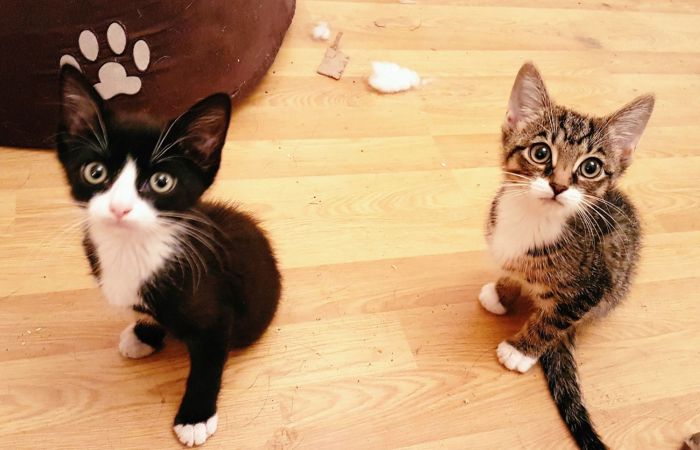 Kittens With Two Paws (6 pics)