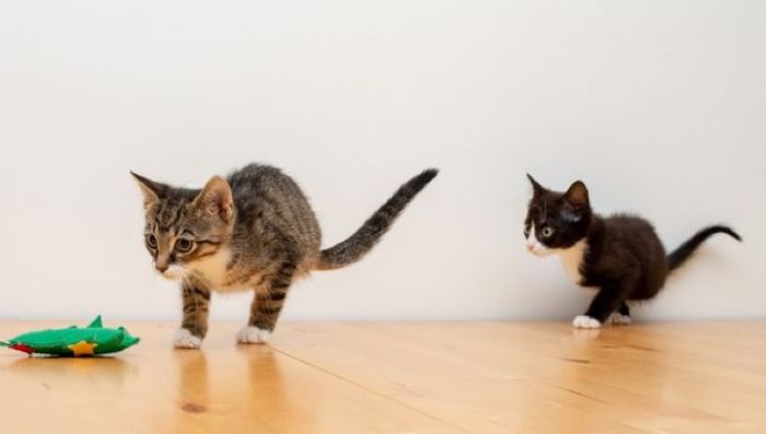 Kittens With Two Paws (6 pics)