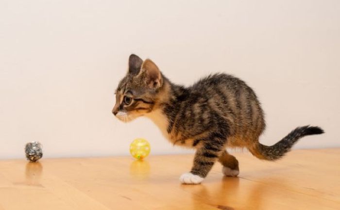 Kittens With Two Paws (6 pics)