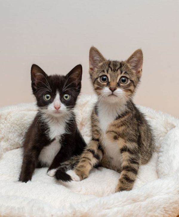 Kittens With Two Paws (6 pics)